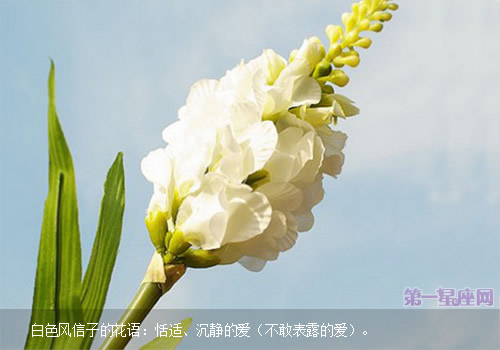 白色風(fēng)信子的花語
