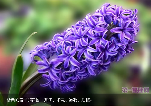 紫色風(fēng)信子的花語