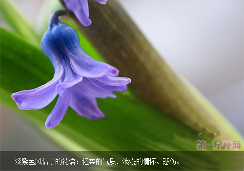 紫色風(fēng)信子的花語