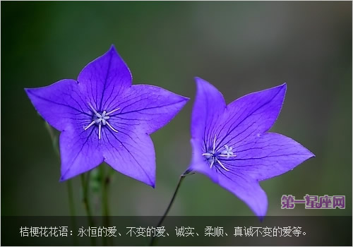 盤點桔?；ǖ幕ㄕZ和傳說