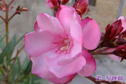 花語大全：夾竹桃的花語是什么？