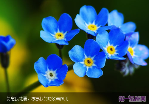 勿忘我花語，勿忘我的功效與作用