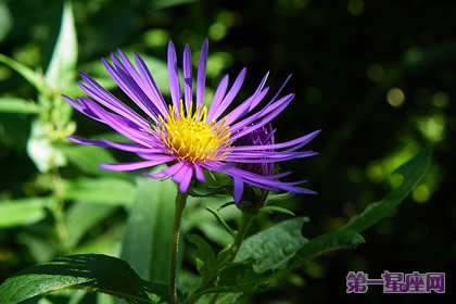花語：紫苑花，生日花語機(jī)智