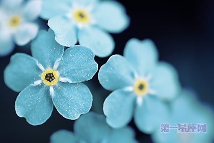 中秋節(jié)送什么花？