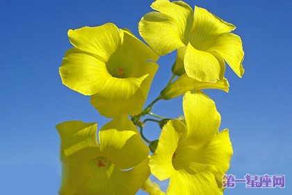 11月22日花語：百慕達(dá)奶油花，生日花語忽視