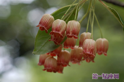 燈籠花的花語(yǔ)和象征代表意義