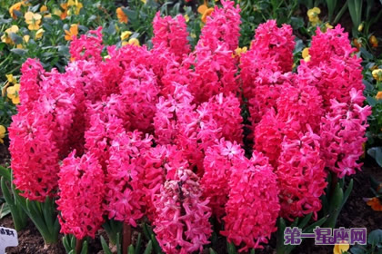 紅色風(fēng)信子
