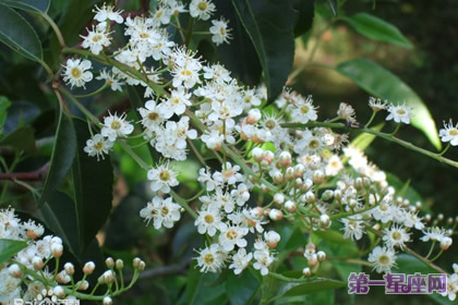 11月14日生日花語：葡萄牙月桂樹，花語談判