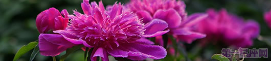 芍藥花的花語，芍藥的象征意義是什么？