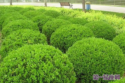 側(cè)柏花語(yǔ)：忍耐；表白；根源