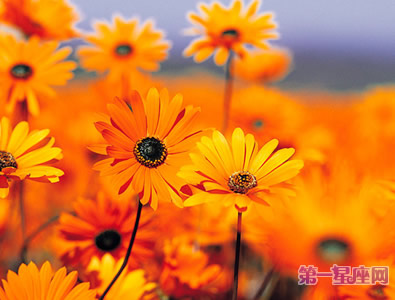 給父親送花-非洲菊