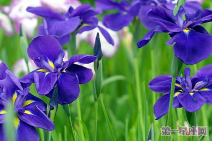 什么花的花語是思念？