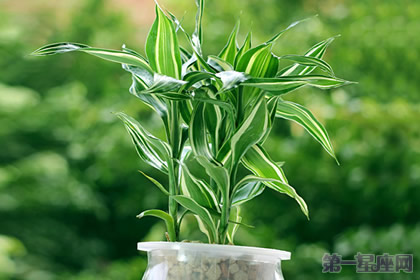 富貴竹的花語(yǔ)：花開(kāi)富貴、竹報(bào)平安