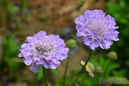 松蟲草花語是什么？