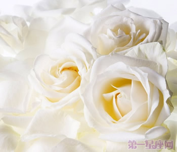 白玫瑰花語(yǔ)：16朵白玫瑰代表什么意思？