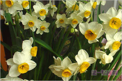 5月3日花語：雉眼水仙，生日花語神圣