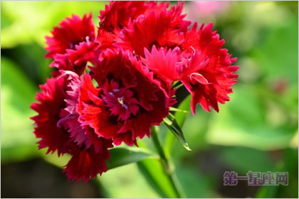 5月1日花語：紅石竹，生日花語友好
