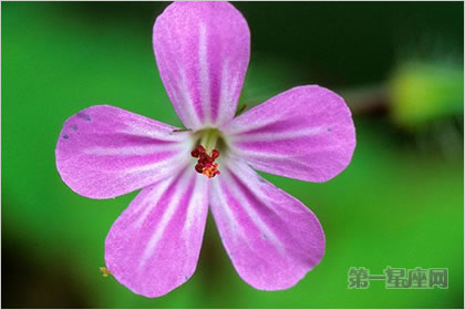 4月29日花語：漢葒魚腥草，生日花語脈動(dòng)