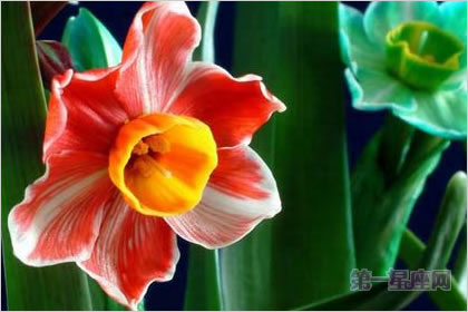 4月27日花語(yǔ)：紅邊水仙，生日花語(yǔ)藝術(shù)