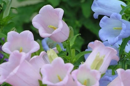 4月23日花語：風鈴草，生日花語嫉妒