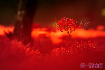 曼珠沙華花語：悲傷輪回的彼岸花