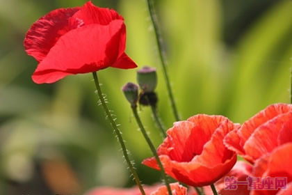 罌粟花花語(yǔ)：是魔鬼還是天使？
