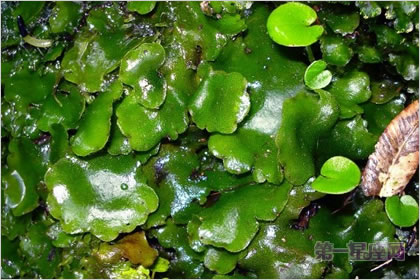 2月12生日花：沙洲草，生日花語健康