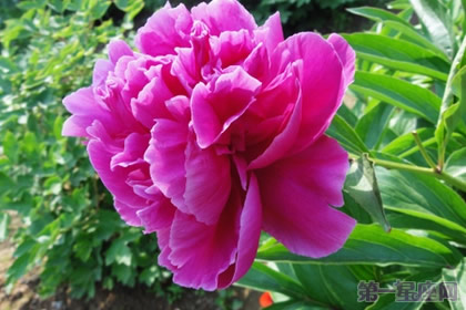 芍藥的花語和象征代表意義