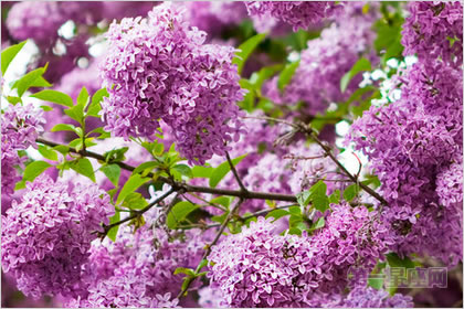 2月10生日花：丁香花，生日花語(yǔ)光輝