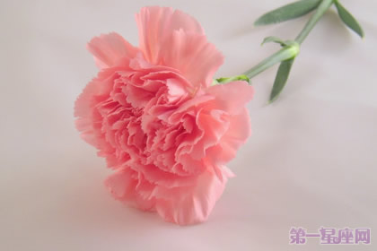 母親節(jié)：康乃馨花語解析