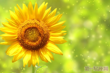 太陽花花語是什么