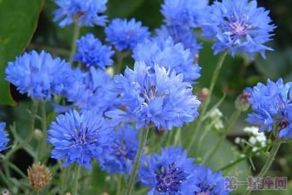 矢車菊花語知多少？