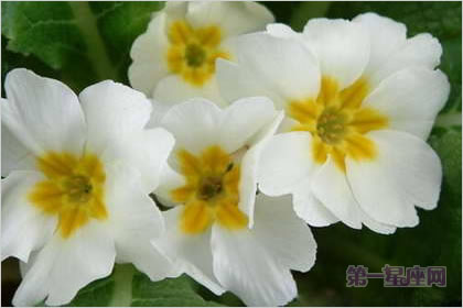 2月5生日花：西洋櫻草，生日花語青春