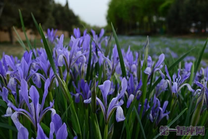 鳶尾花花語(yǔ)：愛(ài)的使者
