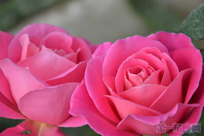 不同顏色的月季花語知多少？