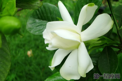 梔子花的花語是什么？