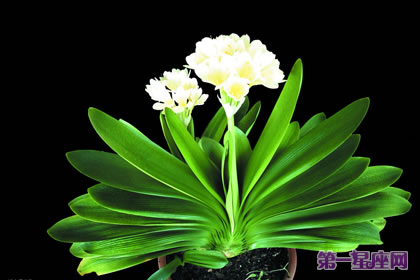 花語大全：君子蘭花語是什么？