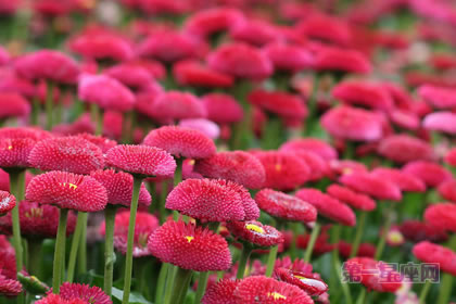 1月28生日花：雛菊，生日花語純情