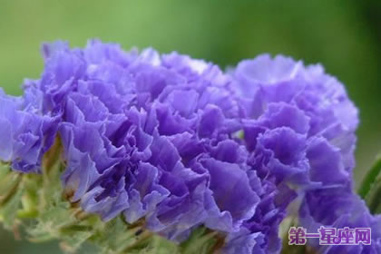 紫色勿忘我花語是什么？