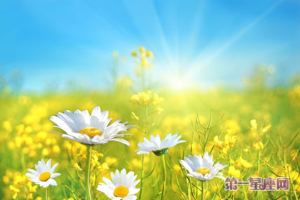 雛菊花的花語幾代表含義