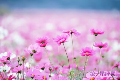 波斯菊的花語是什么？是堅強嗎？