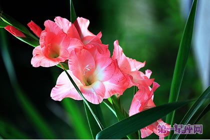 劍蘭花花語：福祿、康寧永在