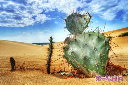 仙人掌花語(yǔ)和象征代表意義