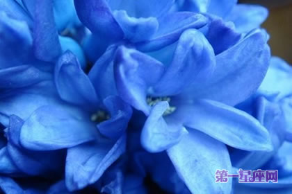 藍色風信子花語代表著什么