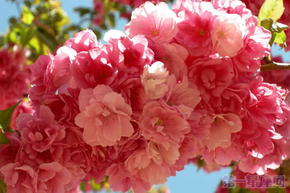 秋海棠花的花語(yǔ)是什么及代表意義