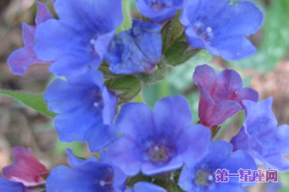 美人蕉花語：藍(lán)色美人蕉的花語及由來
