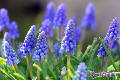 風信子花語：紫色風信子花語代表什么？