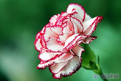 康乃馨一年可以開(kāi)幾次花