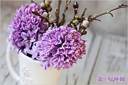 風信子花語：淡紫色風信子花語代表著什么？