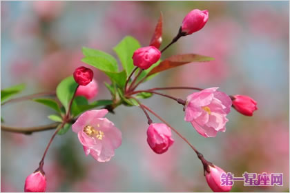 各種花的花語(yǔ)：垂絲海棠的花語(yǔ)是什么？
